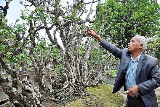 Vietnam’s Bonsai Tycoons: From passion to riches