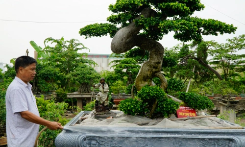 Vietnam’s Bonsai Tycoons: From passion to riches