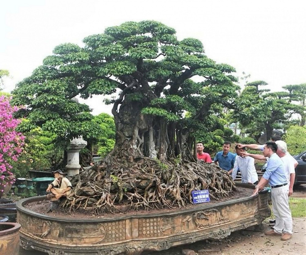 Vietnam’s Bonsai Tycoons: From passion to riches