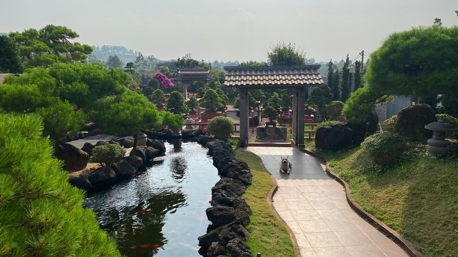 Check-in at a picturesque Japanese-style pine bonsai garden in Pleiku