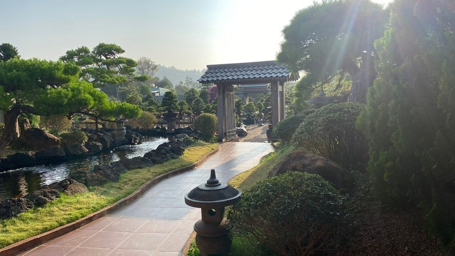 Check-in at a picturesque Japanese-style pine bonsai garden in Pleiku