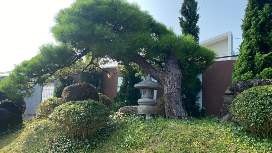 Check-in at a picturesque Japanese-style pine bonsai garden in Pleiku