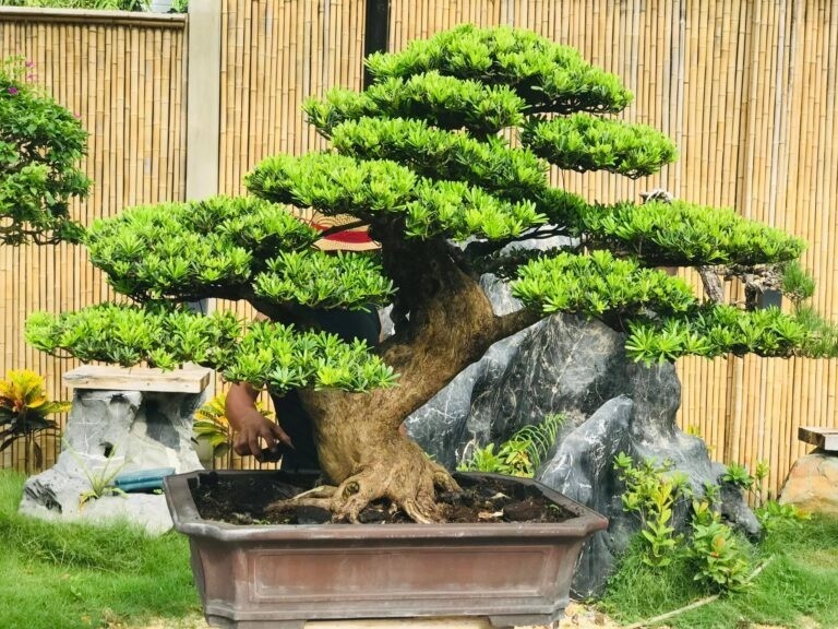 Check-in at a picturesque Japanese-style pine bonsai garden in Pleiku