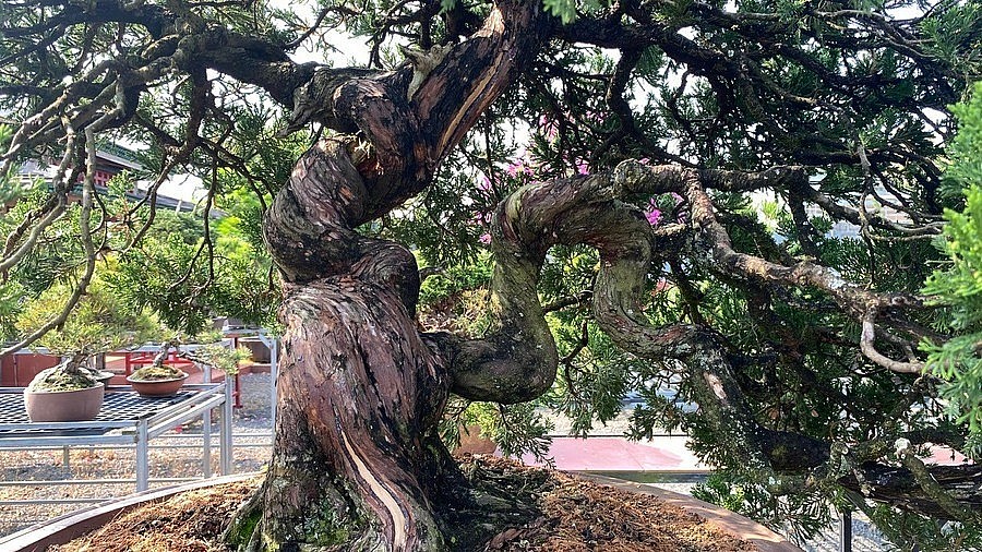 Check-in at a picturesque Japanese-style pine bonsai garden in Pleiku