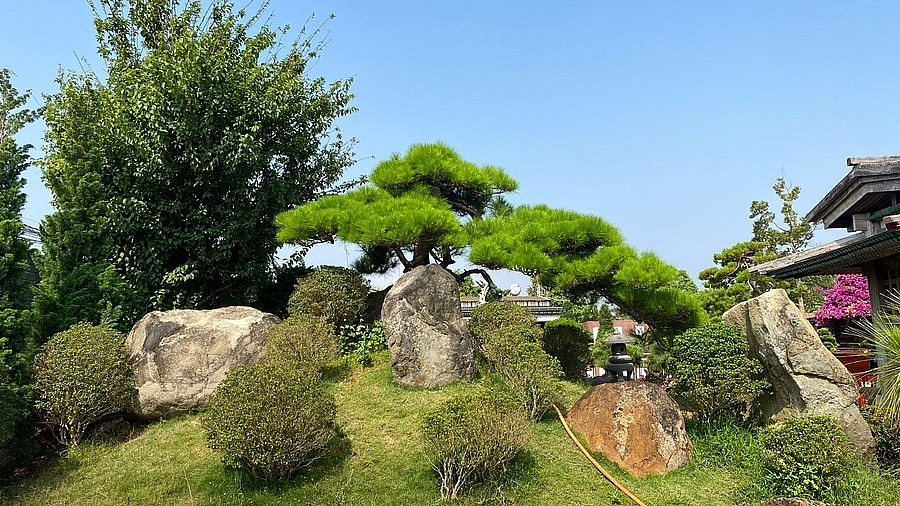 Check-in at a picturesque Japanese-style pine bonsai garden in Pleiku