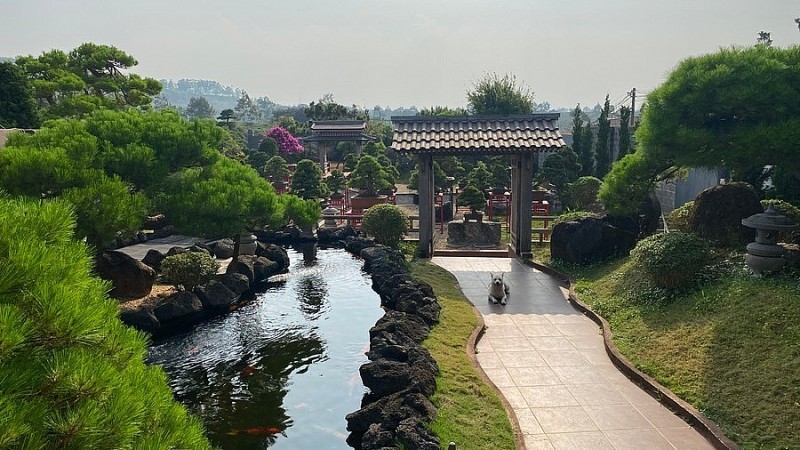 Check-in at a picturesque Japanese-style pine bonsai garden in Pleiku