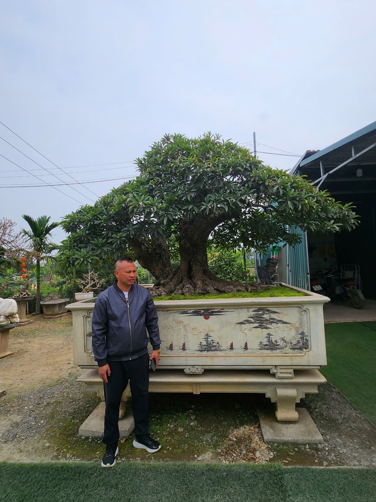 From office worker to valuable bonsai gardener: A journey back to nature