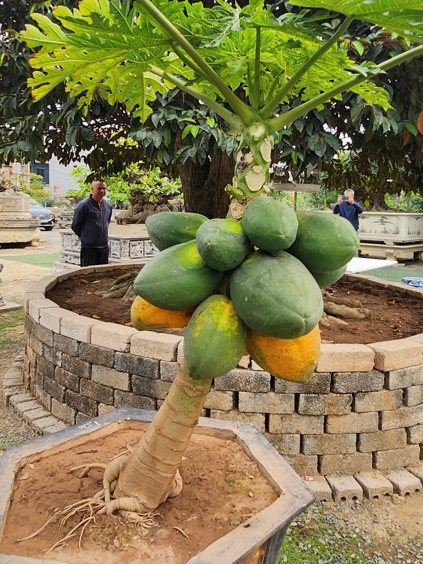 From office worker to valuable bonsai gardener: A journey back to nature