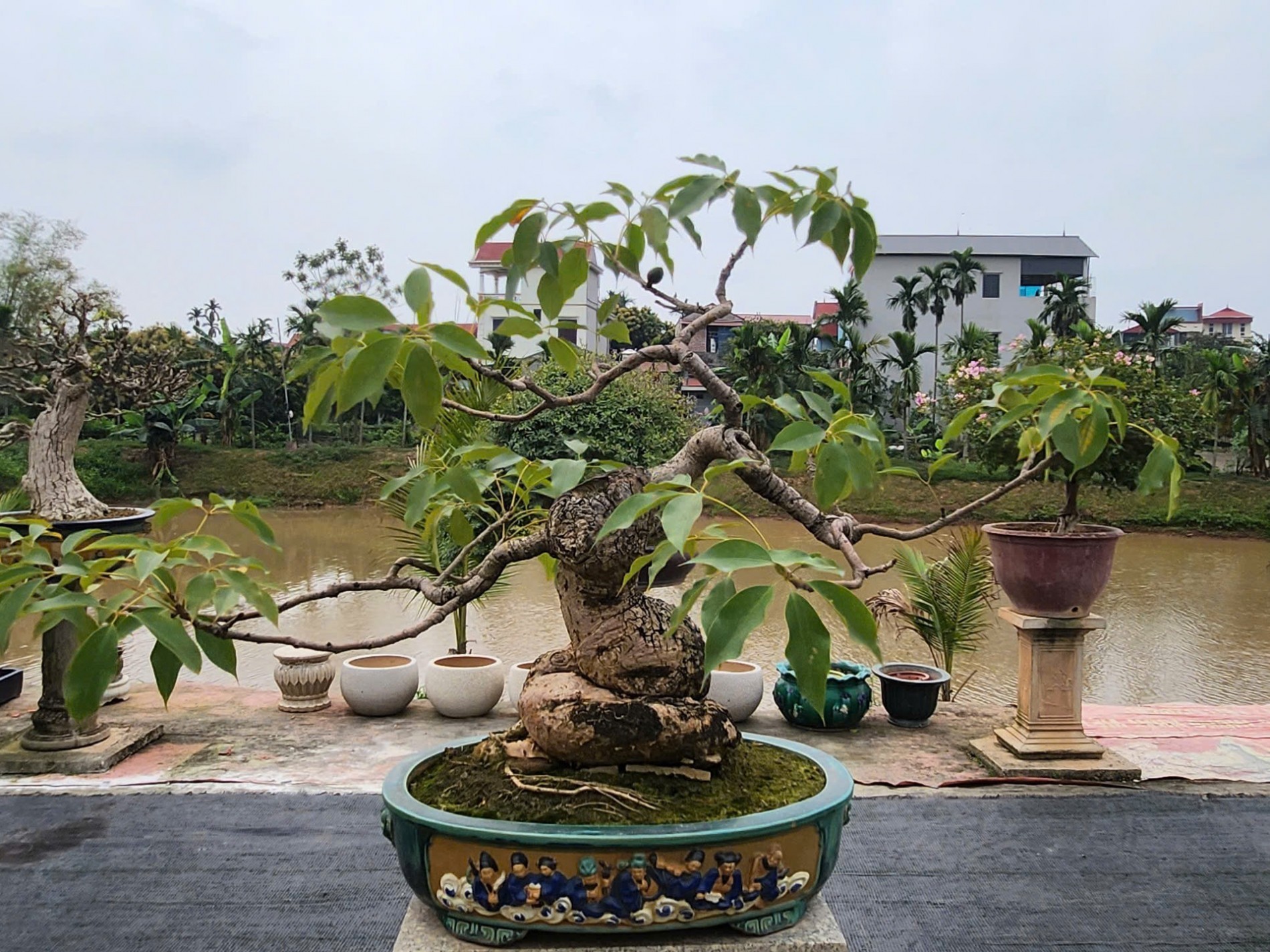 From office worker to valuable bonsai gardener: A journey back to nature