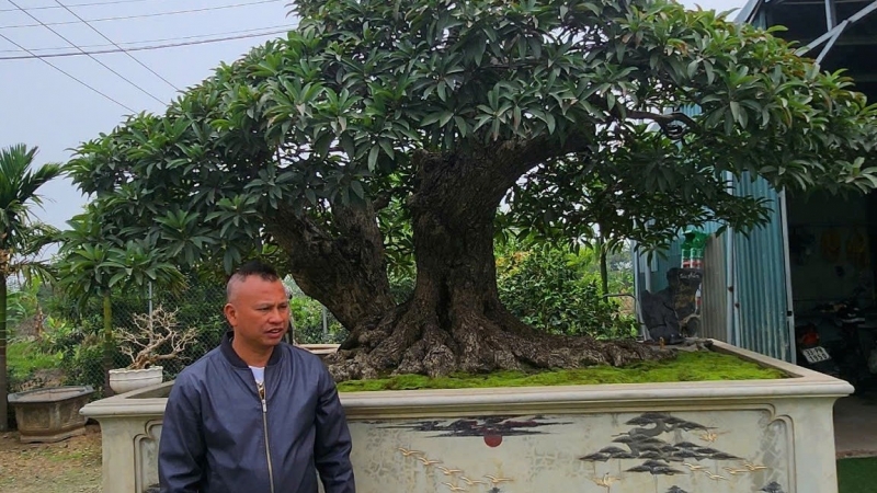 From office worker to valuable bonsai gardener: A journey back to nature