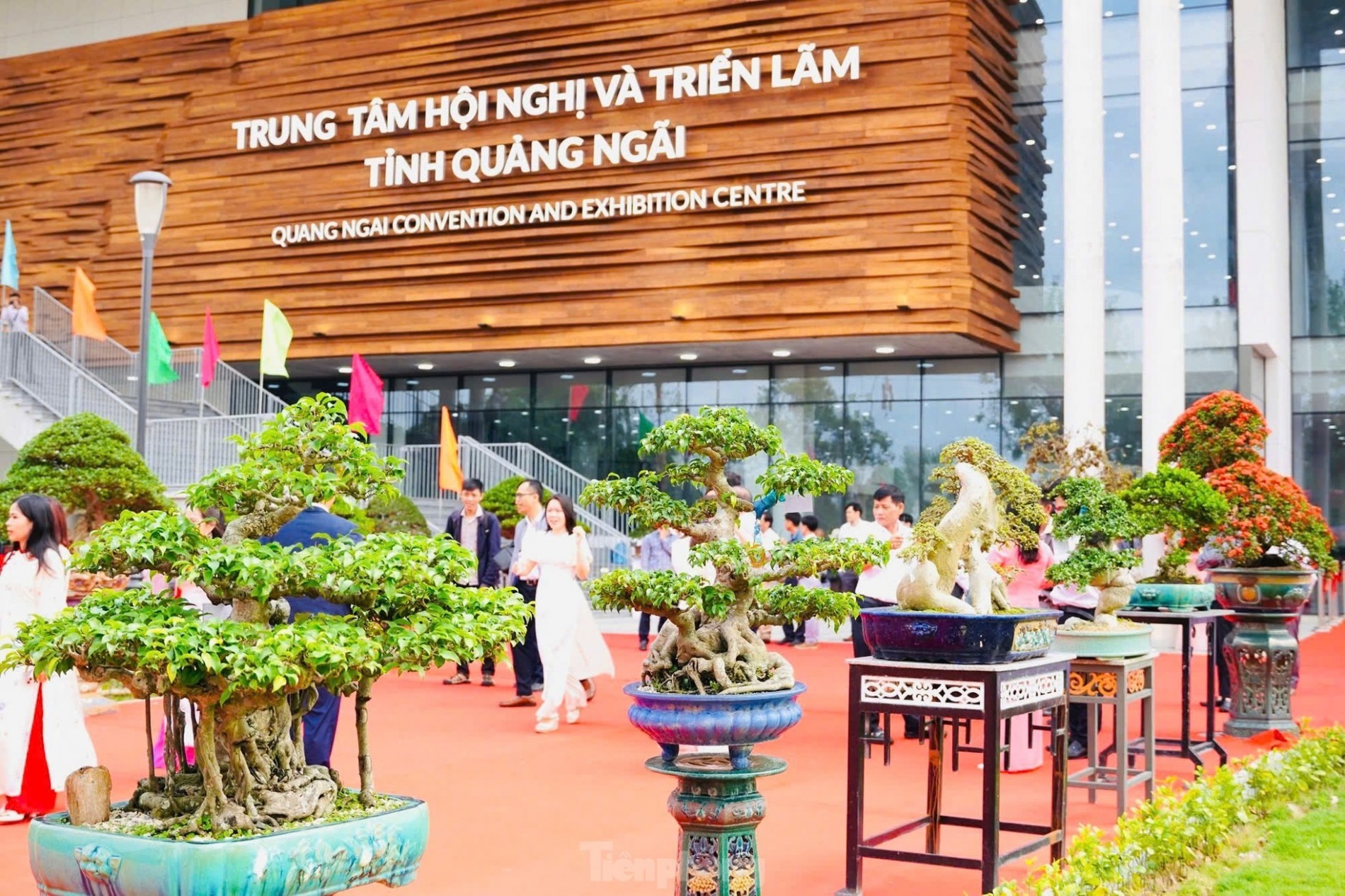 Over 1,000 master bonsai trees gather in Quang Ngai, dazzling plant enthusiasts