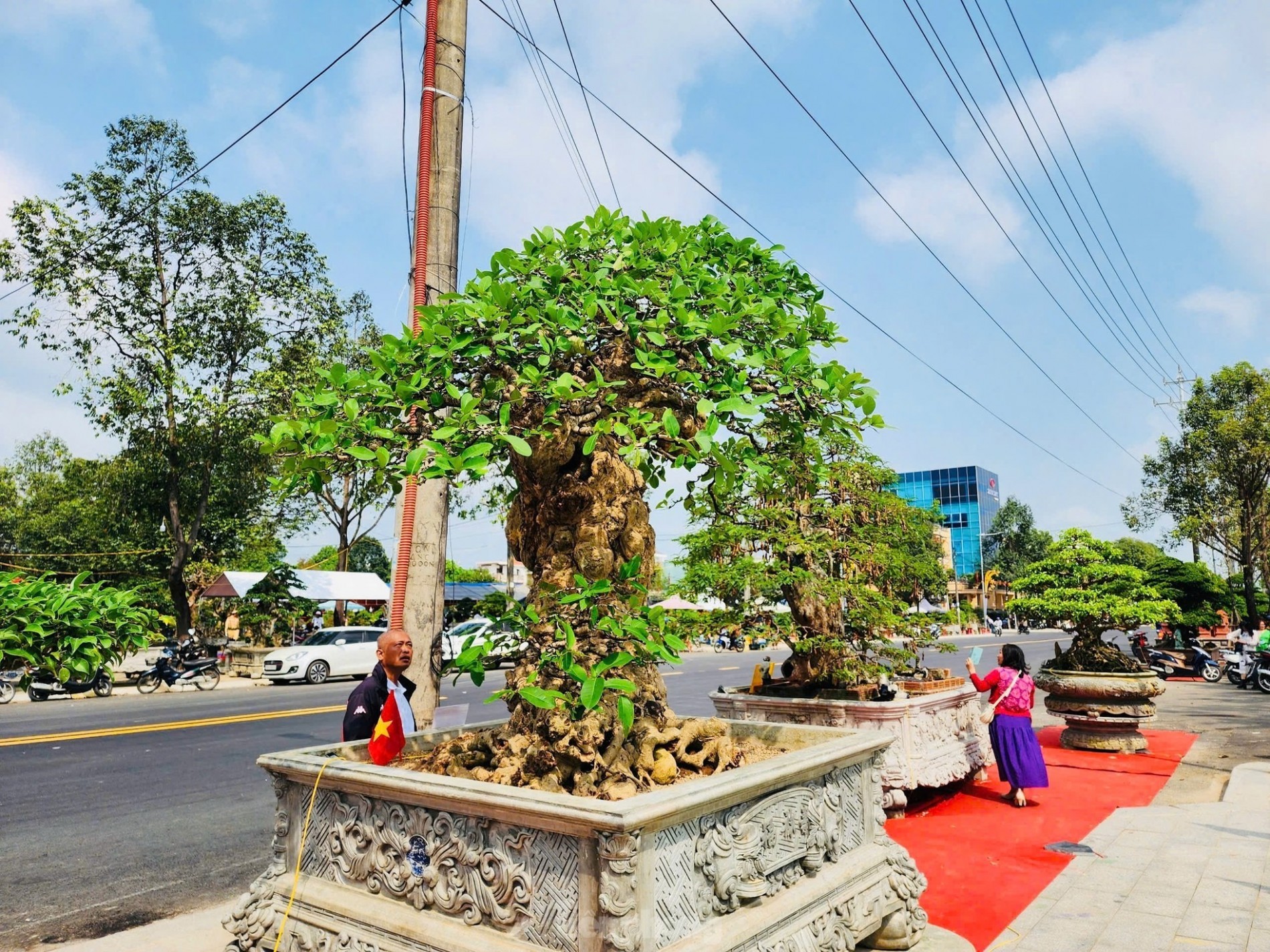 Over 1,000 master bonsai trees gather in Quang Ngai, dazzling plant enthusiasts