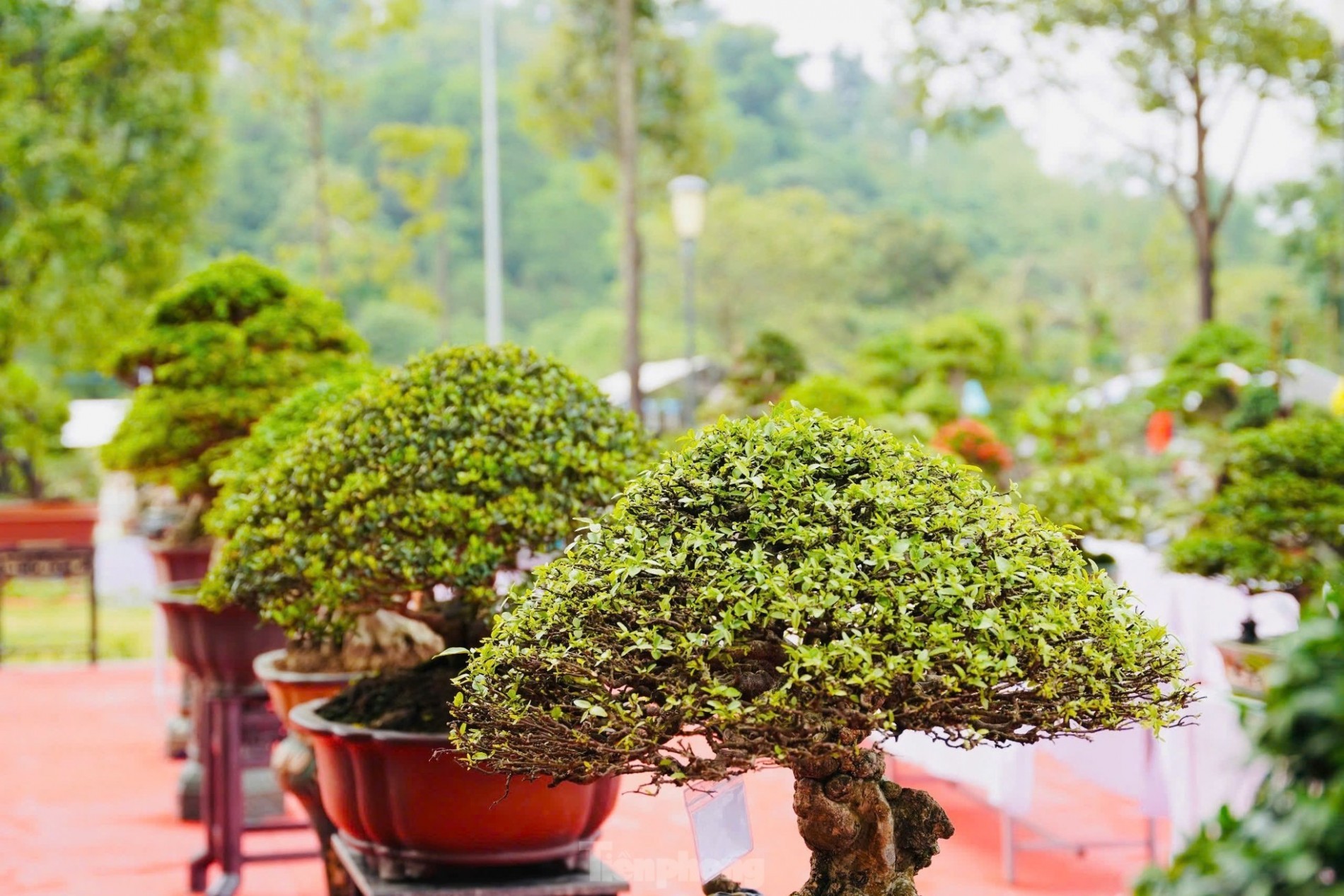 Over 1,000 master bonsai trees gather in Quang Ngai, dazzling plant enthusiasts