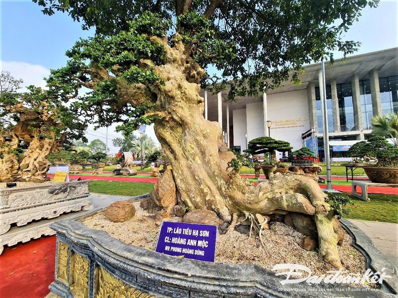 Over 1,000 master bonsai trees gather in Quang Ngai, dazzling plant enthusiasts