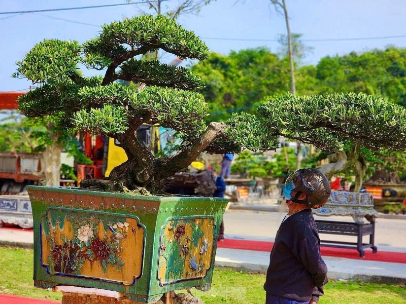 Over 1,000 master bonsai trees gather in Quang Ngai, dazzling plant enthusiasts