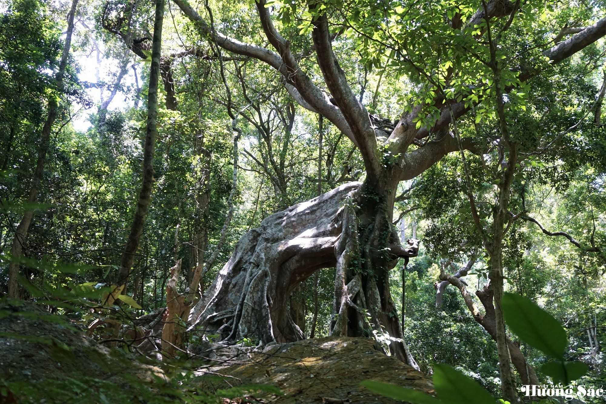 Unique 1,000-year-old deer-shaped banyan tree in Son Tra Peninsula
