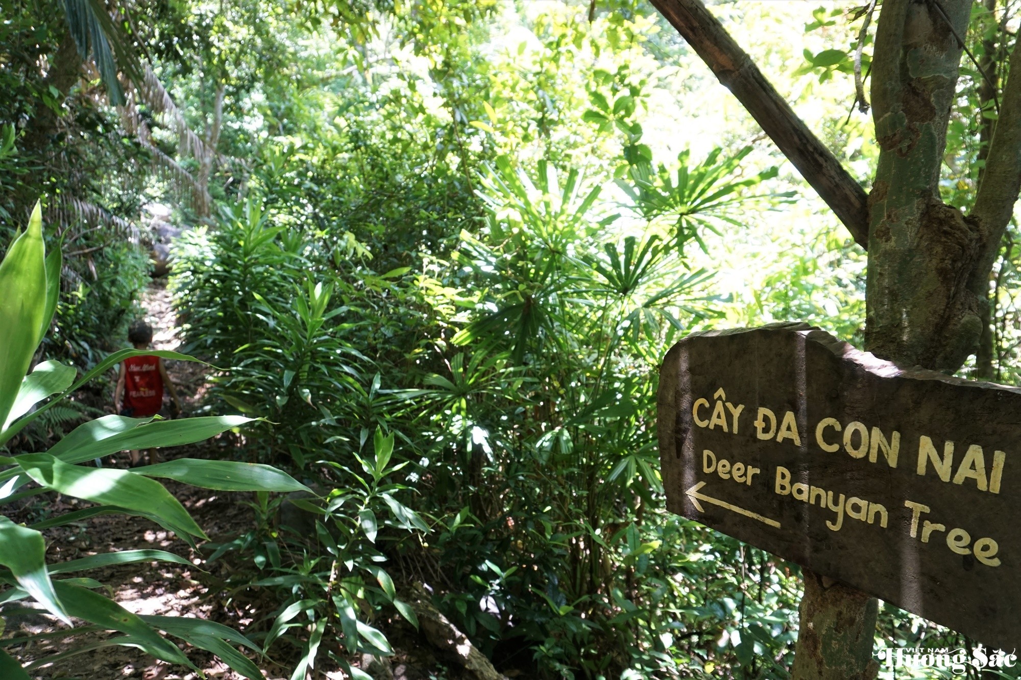 Unique 1,000-year-old deer-shaped banyan tree in Son Tra Peninsula