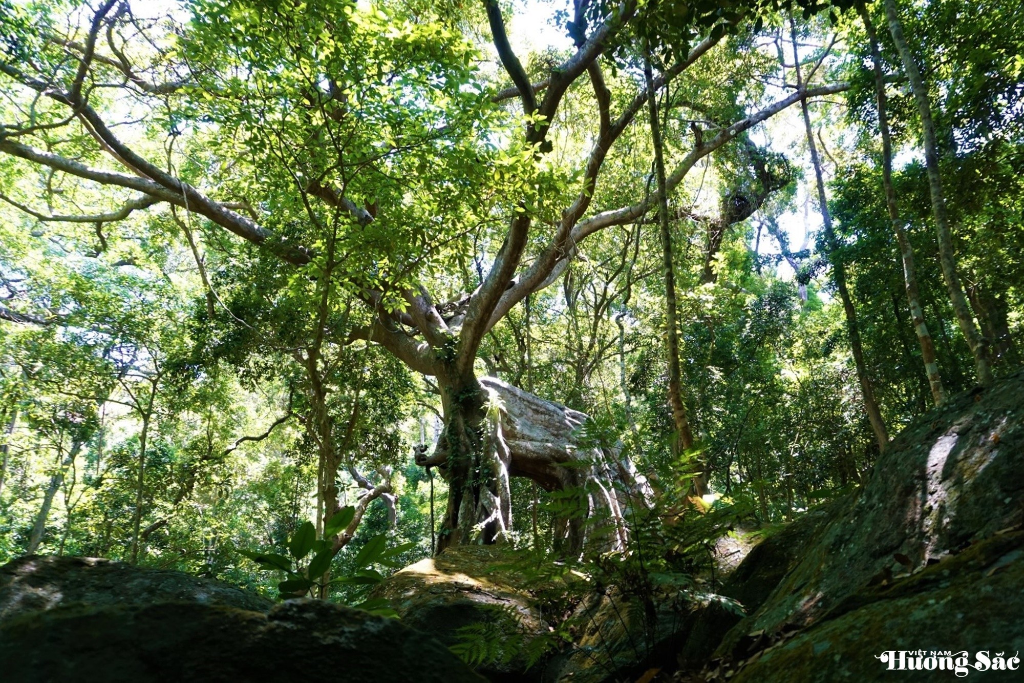 Unique 1,000-year-old deer-shaped banyan tree in Son Tra Peninsula