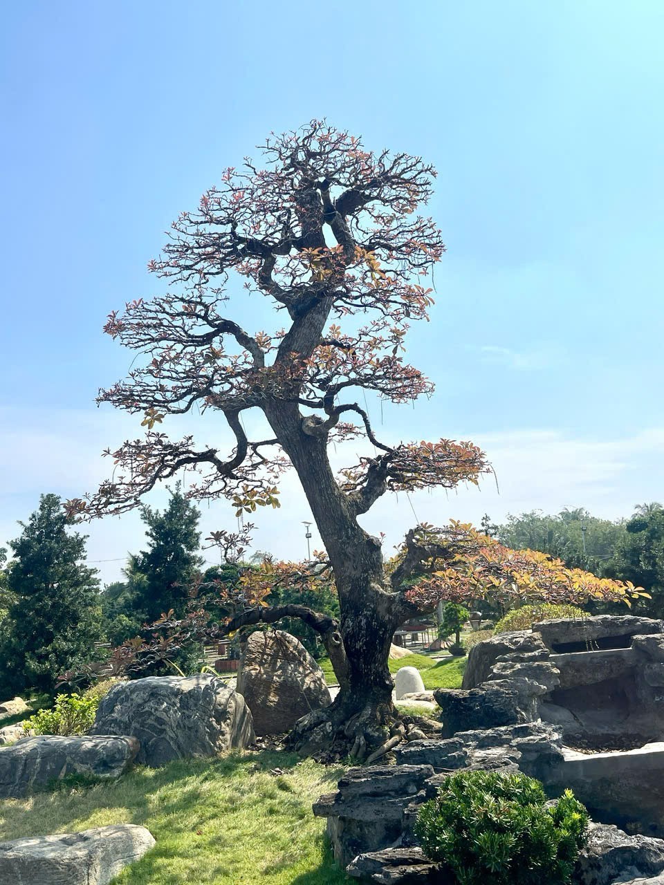 Artisan Nguyen Phuoc Loc: The keeper of Vietnamese bonsai soul