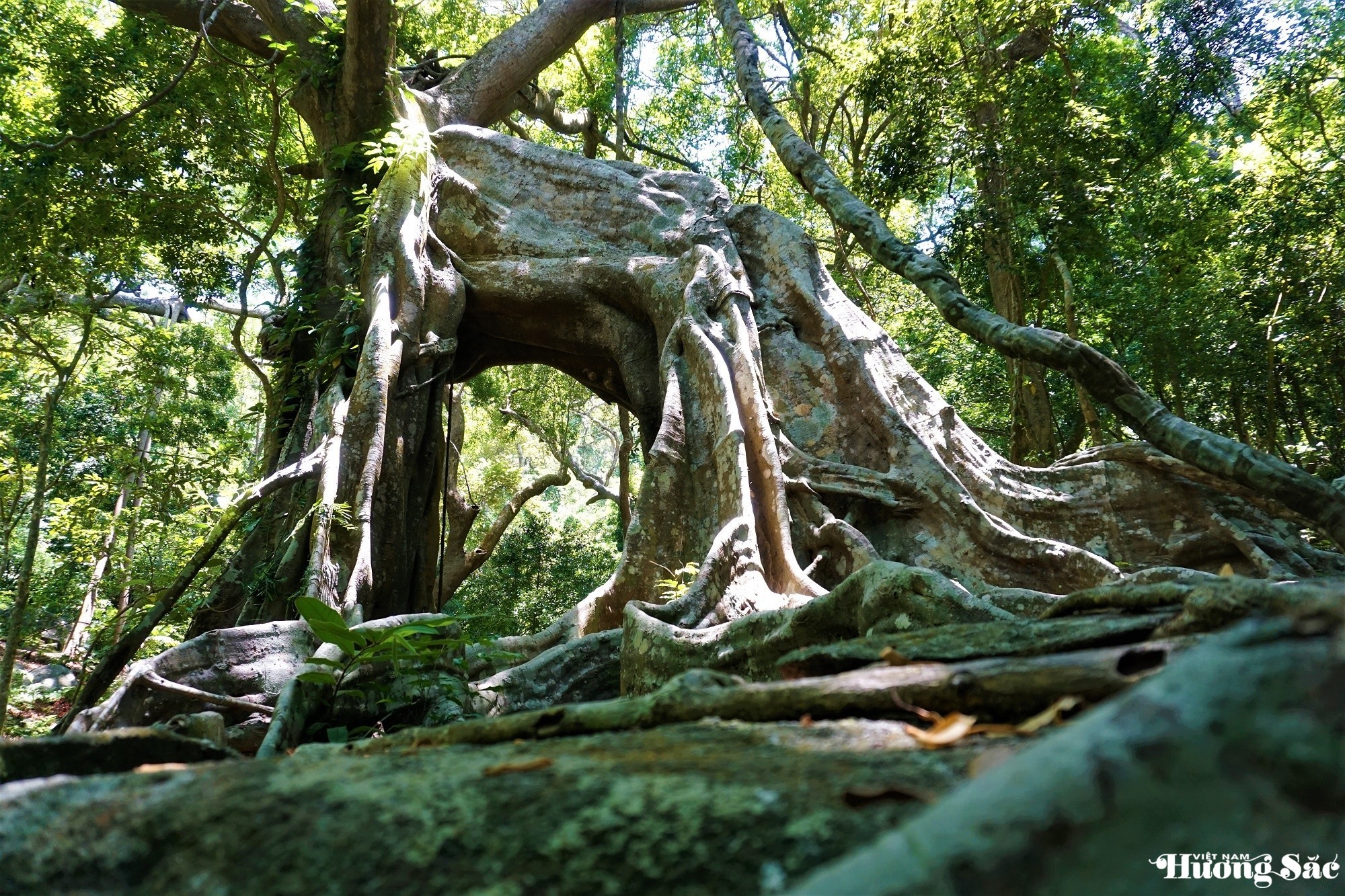 Unique 1,000-year-old deer-shaped banyan tree in Son Tra Peninsula