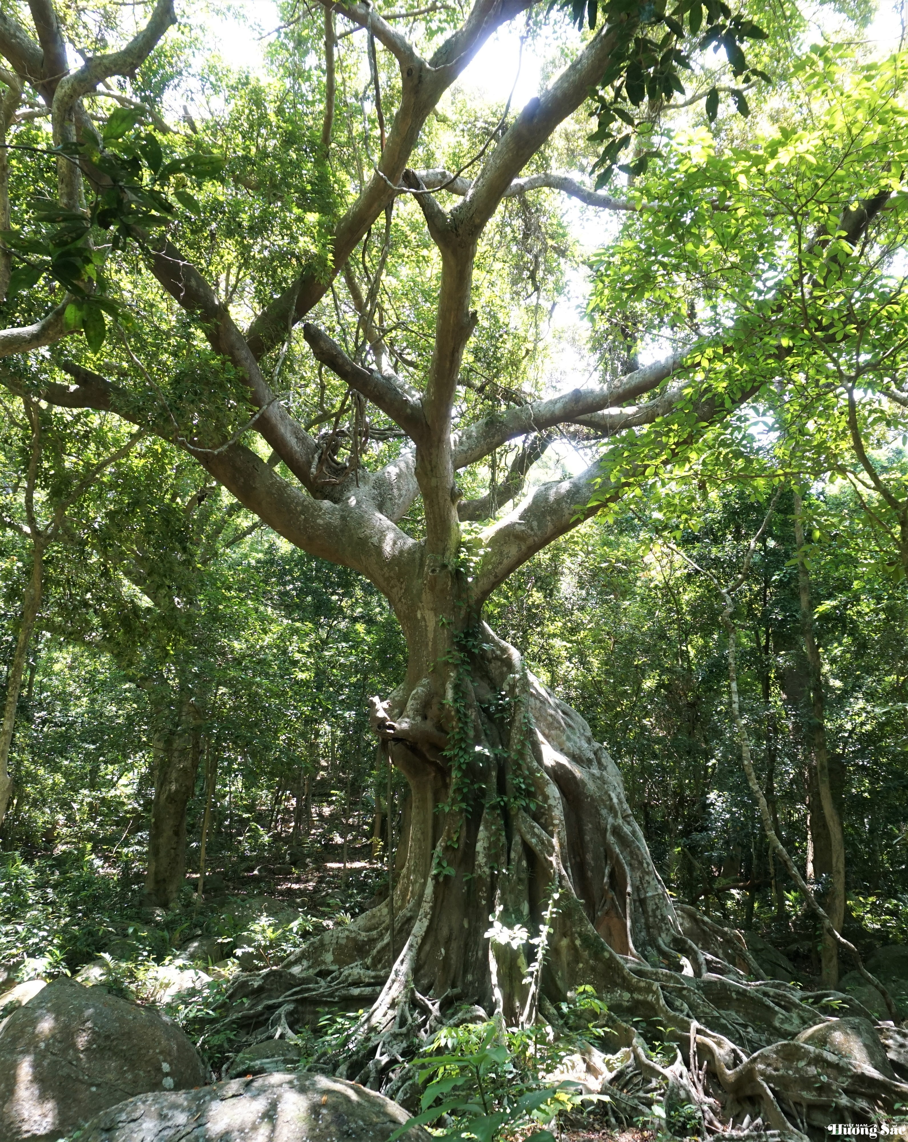 Unique 1,000-year-old deer-shaped banyan tree in Son Tra Peninsula