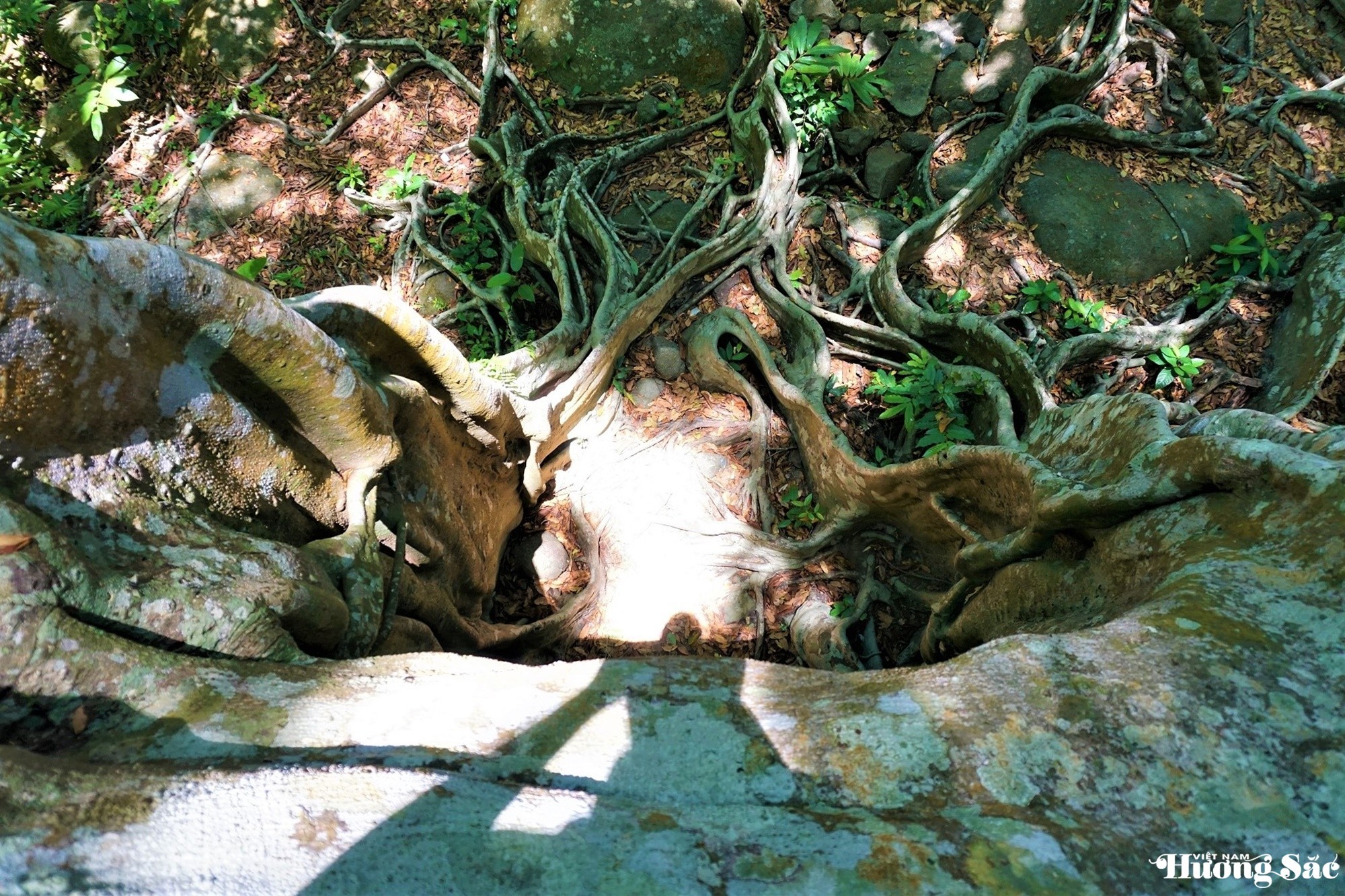 Unique 1,000-year-old deer-shaped banyan tree in Son Tra Peninsula