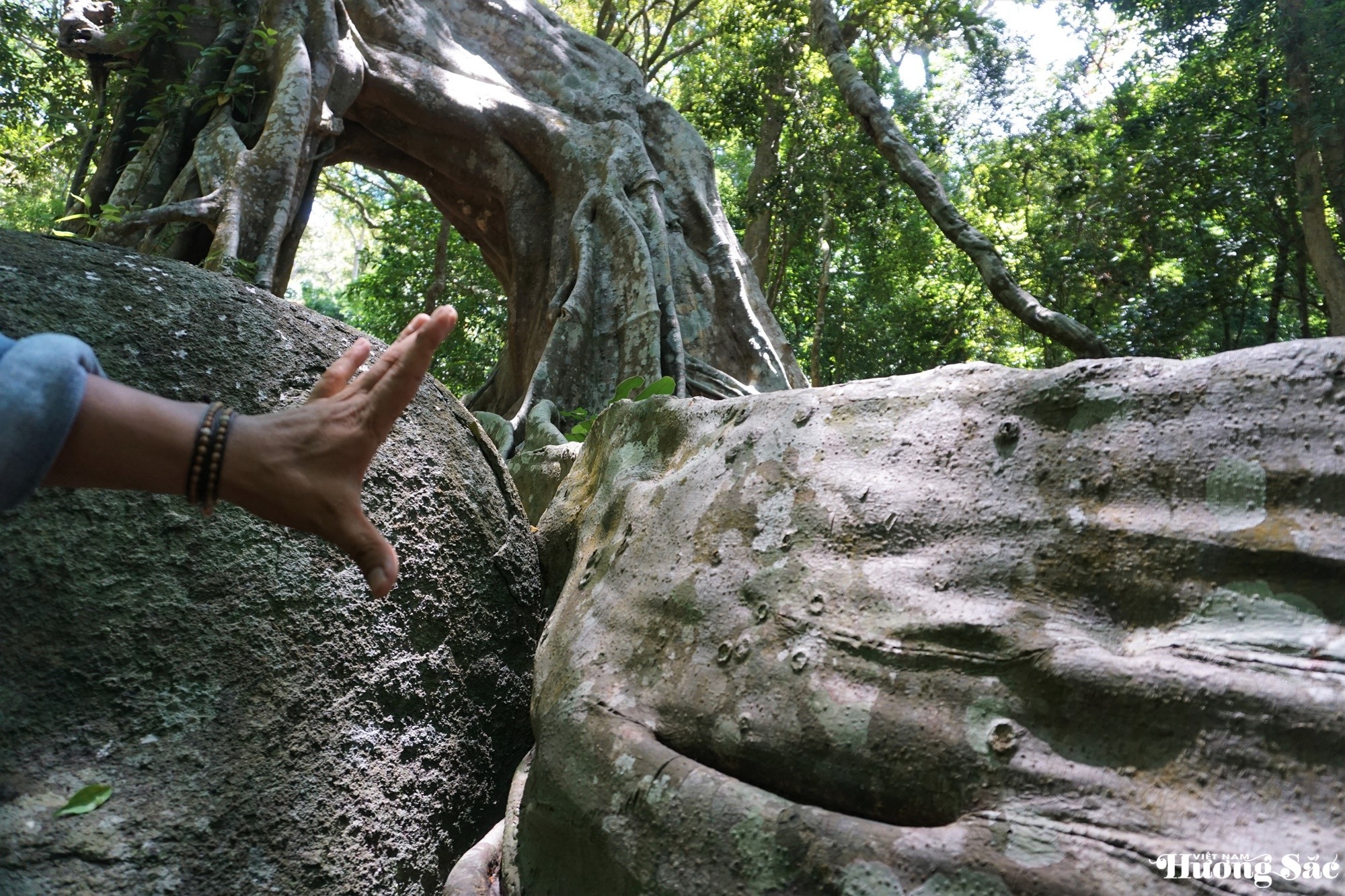 Unique 1,000-year-old deer-shaped banyan tree in Son Tra Peninsula