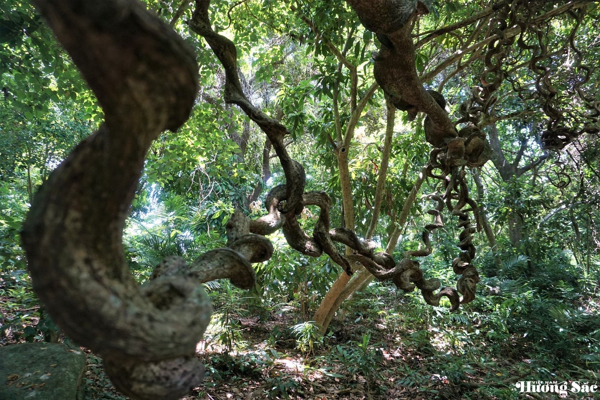 Unique 1,000-year-old deer-shaped banyan tree in Son Tra Peninsula