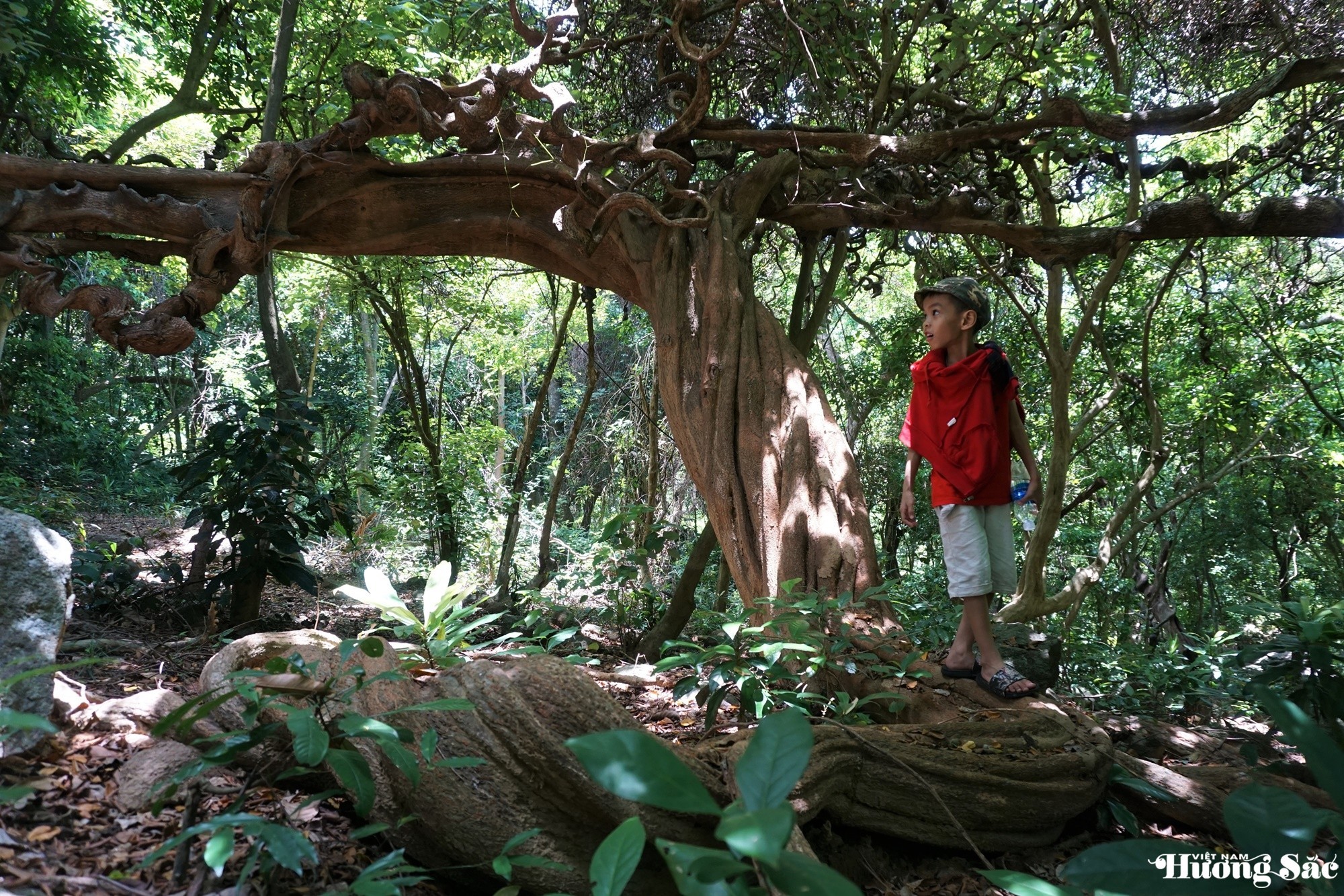 Unique 1,000-year-old deer-shaped banyan tree in Son Tra Peninsula