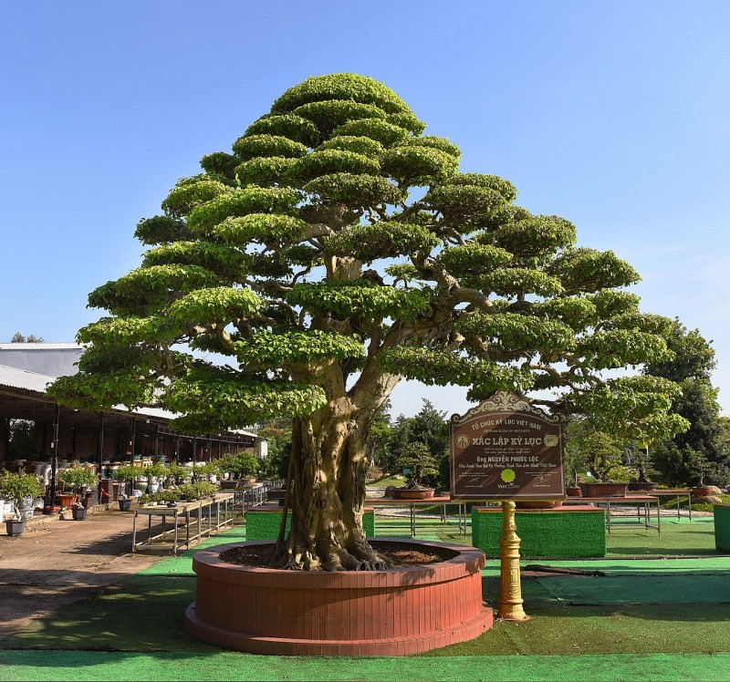 Artisan Nguyen Phuoc Loc: The keeper of Vietnamese bonsai soul