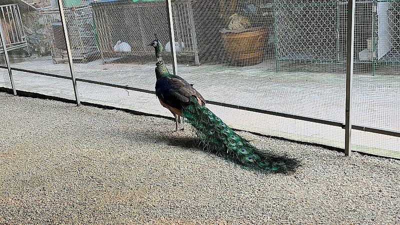 Surprised by rare songbirds at Dung Tan Center in Thai Nguyen Province