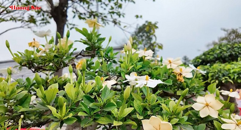 Gardenia: The medicinal plant in bonsai pot you should know