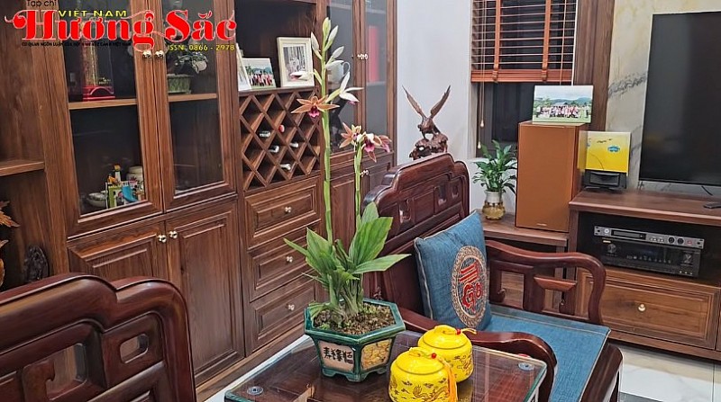 Hac Dinh Orchids: A touch of grace for your living room and tea table