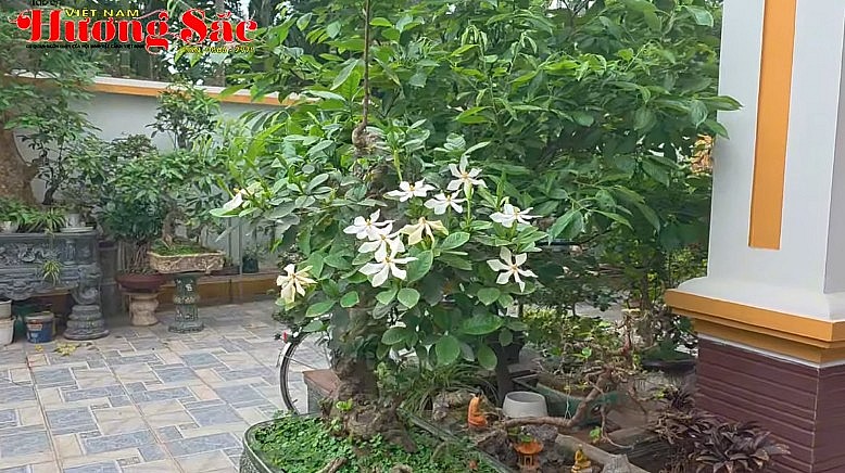 Gardenia bonsai: A valuable medicinal plant with numerous health benefits