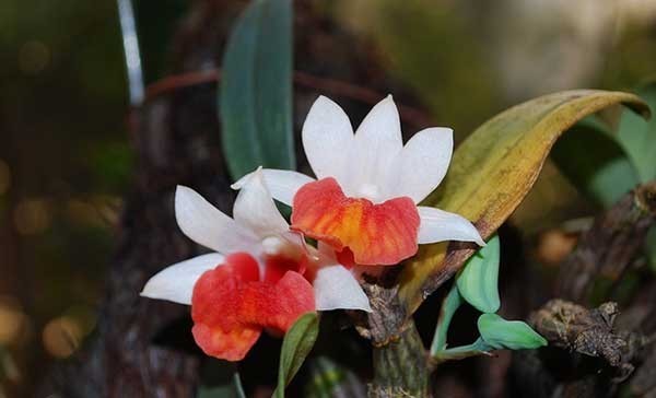 13 rare wild orchid species in Vietnam facing crisis