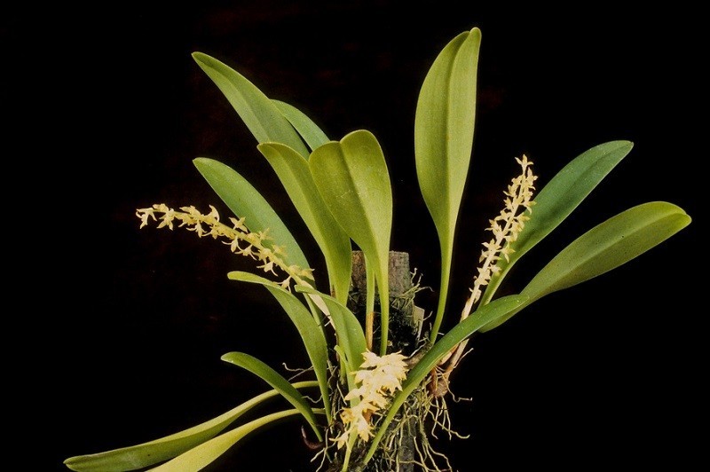 13 rare wild orchid species in Vietnam facing crisis