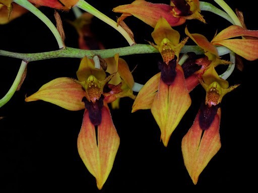 13 rare wild orchid species in Vietnam facing crisis