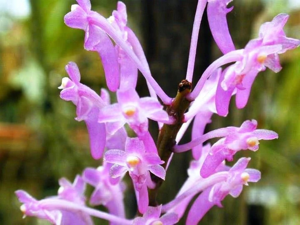 13 rare wild orchid species in Vietnam facing crisis