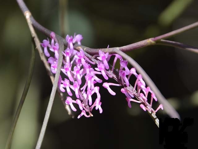 13 rare wild orchid species in Vietnam facing crisis