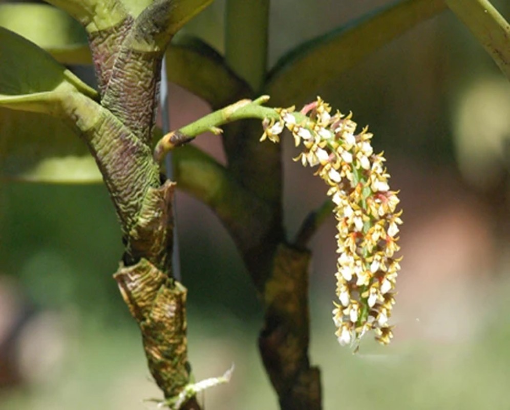 13 rare wild orchid species in Vietnam facing crisis