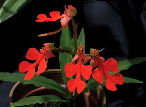 13 rare wild orchid species in Vietnam facing crisis