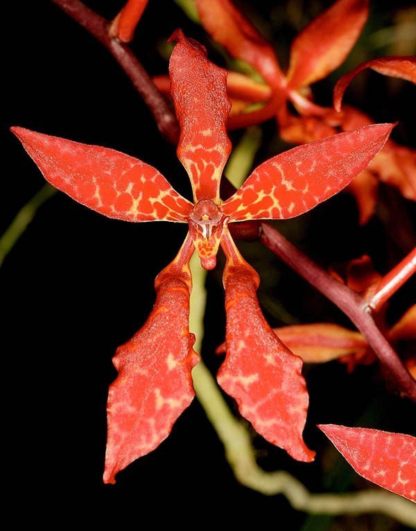 13 rare wild orchid species in Vietnam facing crisis