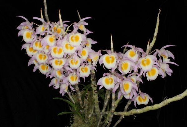 13 rare wild orchid species in Vietnam facing crisis