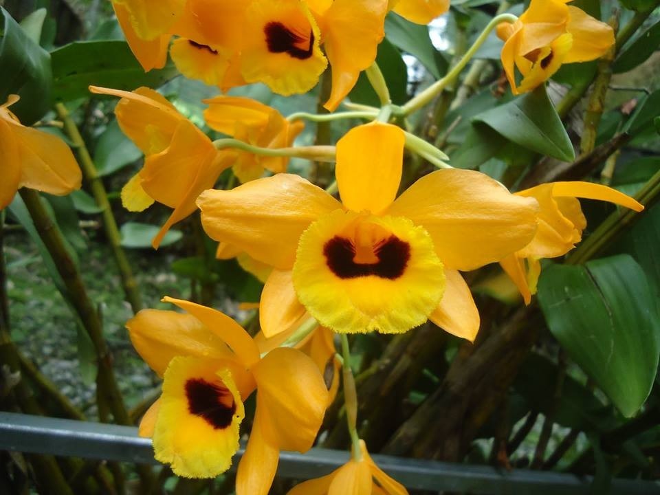 13 rare wild orchid species in Vietnam facing crisis