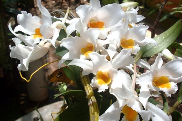 13 rare wild orchid species in Vietnam facing crisis