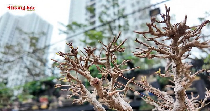 The mystery behind a thousand-tree bonsai garden in the heart of the city