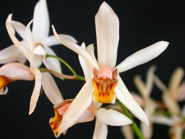 13 rare wild orchid species in Vietnam facing crisis