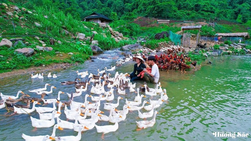 Leaving the city behind: Young couple turns barren land into a thriving business, earning hundreds of millions per month
