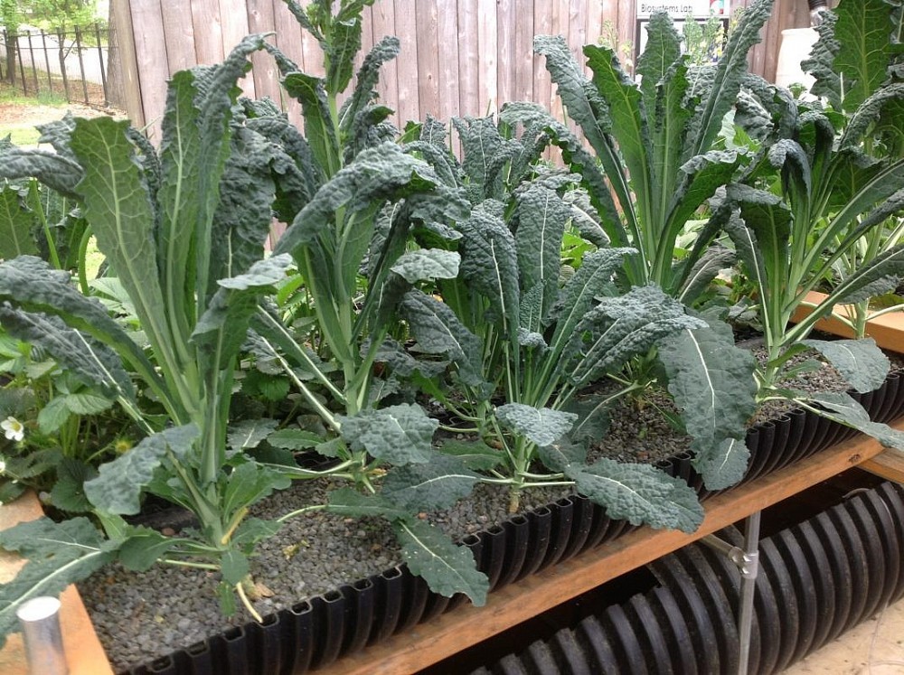 Bioponic vertical garden: When green sprouts in the heart of the city
