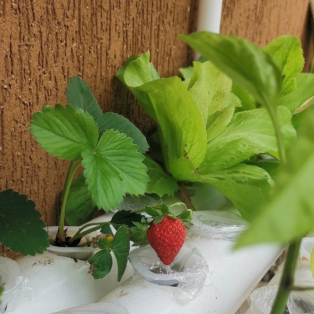 Bioponic vertical garden: When green sprouts in the heart of the city